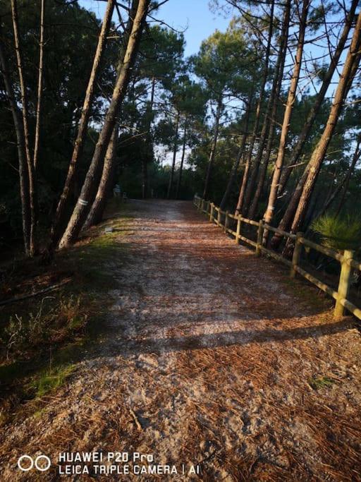 Cocon Nature Entre Et L Ocean Apartment Carcans